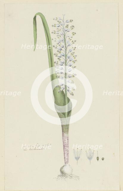 Lachenalia unifolia Jacq. (Hyacinth), 1777-1786. Creator: Robert Jacob Gordon.