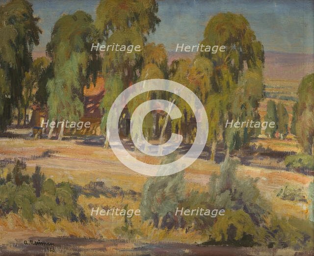 Eucalyptus Trees in Upper Galilee, 1926. Creator: Abraham Neuman.