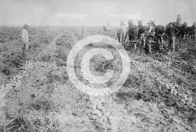 Potato raising in Colo., between c1915 and c1920. Creator: Bain News Service.
