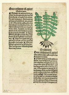 Figwort (recto), and Bloodroot (verso), from Gart der Gesundheit (Garden of Health)..., 1929. Creators: Unknown, Johann Schönsperger the Elder, Johannes de Cuba, Wilhelm Ludwig Schreiber.