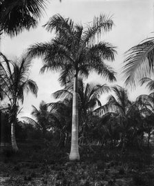 Royal palms at Cocoanut (i.e. Coconut) Grove, Miami, Fla., c1900. Creator: Unknown.