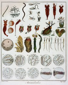 'Animalcules' observed by Anton van Leeuwenhoek, c1795. Artist: Unknown