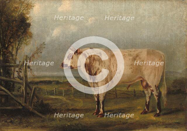 A Young Bull, c. 1849. Creator: John Woodhouse Audubon.