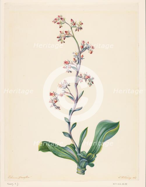 Echeveria Grandiflora, 1847. Creator: Elisabeth Johanna Koning.