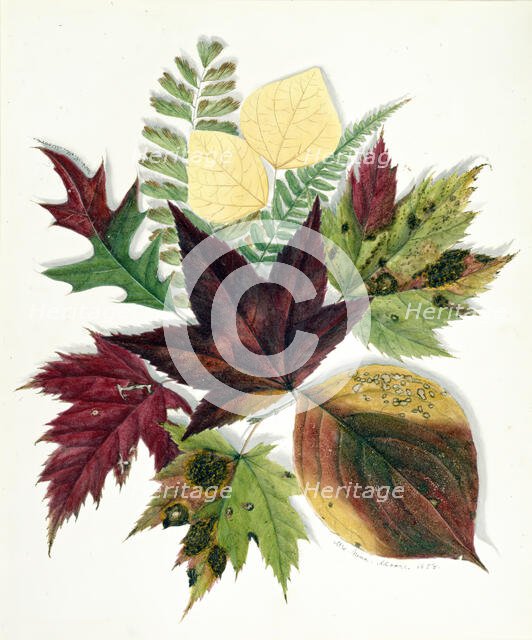Autumn Leaves, 1858. Creator: Nina Moore.