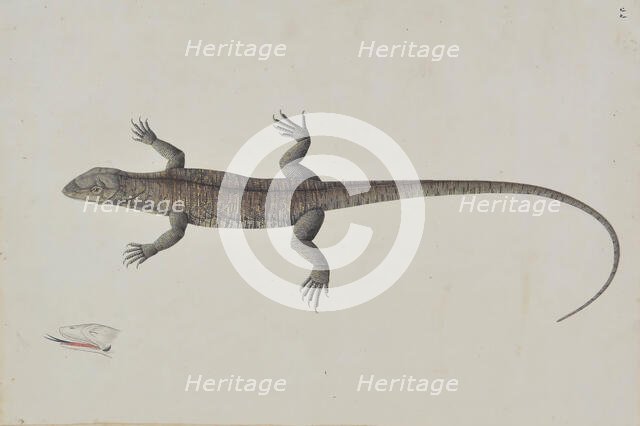 An Indian Bish-Khopra Lizard, ca. 1790. Creator: Unknown.
