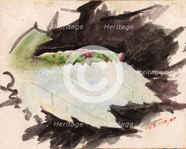 Heterocampa Biundata, Walker, study for book Concealing Coloration in the Animal Kingdom, n.d. Creator: Abbott Handerson Thayer.