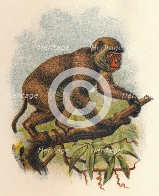'St. John's Macaque', 1897. Artist: Henry Ogg Forbes.
