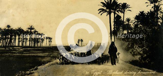 'Egypt - Shepherd driving homeward', c1918-c1939. Creator: Unknown.
