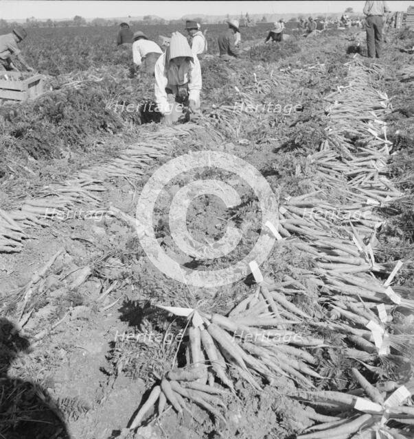 Large scale agriculture, near Meloland, Imperial Valley, 1939. Creator: Dorothea Lange.