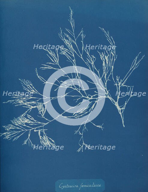 Cystoseira fæniculacea, ca. 1853. Creator: Anna Atkins.