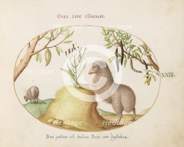 Animalia Qvadrvpedia et Reptilia (Terra): Plate XXIII, c. 1575/1580. Creator: Joris Hoefnagel.