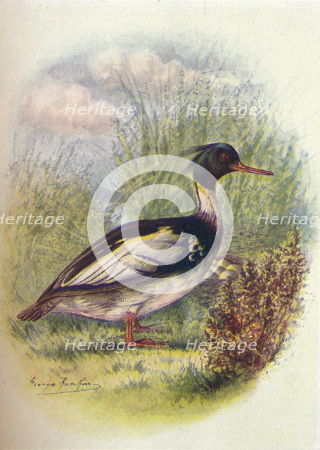 'Red-Breasted Merganser - Mer'gus serra'tor', c1910, (1910). Artist: George James Rankin.