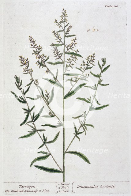 Tarragon, 1782. Artist: Elizabeth Blackwell