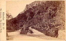Gibraltar, The Alameda, The Lover's Walk, 19th century. Creator: Anon.
