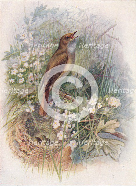 'Nightingale - Dau'lias luscin'ia', c1910, (1910). Artist: George James Rankin.
