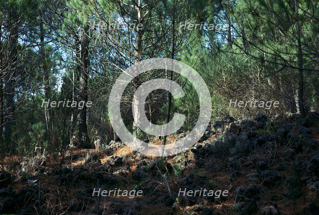 Trees growing on a lava flow on the slope of Vesuvius. Artist: Unknown