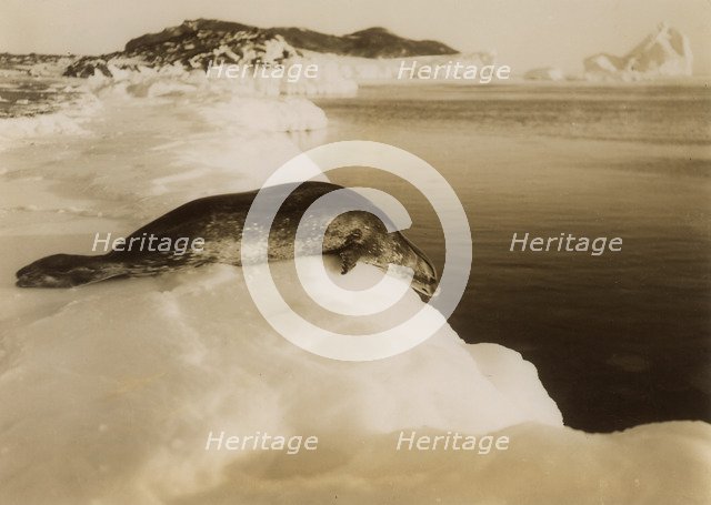 A weddell seal about to dive at West Beach, Cape Evans, Antarctica, 1911.Artist: Herbert Ponting