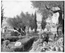 'The Garden of Gethsemane, Palestine', late 19th century.Artist: John L Stoddard