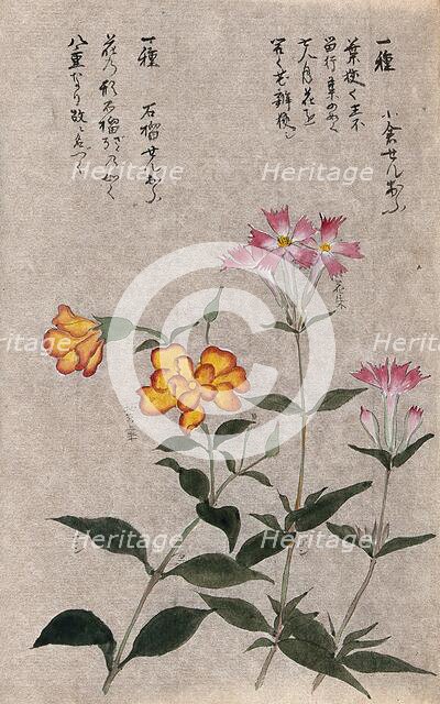 Two plants, one a pink (Dianthus species): flowering stems. Creator: Unknown.