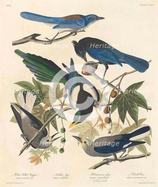 Yellow-billed Magpie, Stellers Jay, Ultramarine Jay and Clark's Crow, 1837. Creator: Robert Havell.