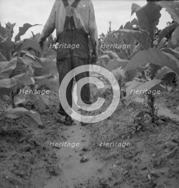 Possibly: White sharecropper, Mr. Taylor, Granville County, North Carolina, 1939. Creator: Dorothea Lange.