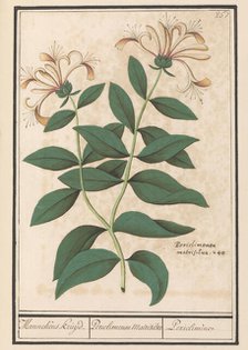 Garden or common honeysuckle (Lonicera caprifolium), 1596-1610. Creators: Anselmus de Boodt, Elias Verhulst.