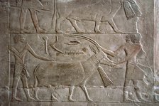 Polychrome relief depicting offering bearers with an antelope, Mastaba of Mereruka, Saqqara, Egypt. Creator: Unknown.