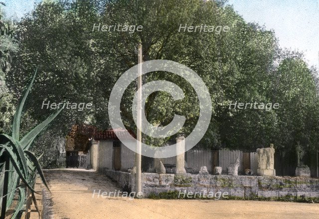 Terebinth tree, Hammam Meskoutine, Algeria. Artist: Unknown