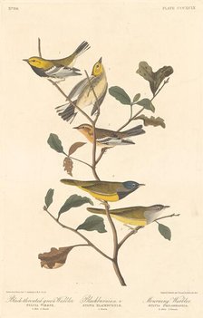 Black-throated Green Warbler, Blackburnian Warbler and Mourning Warbler, 1837. Creator: Robert Havell.