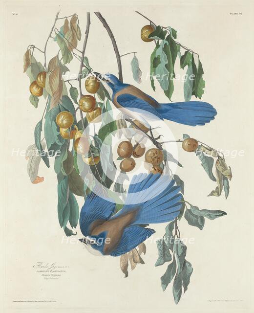 Florida Jays, 1830. Creator: Robert Havell.
