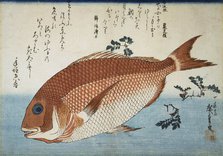 Red Sea Bream, 1832-1834.  Creator: Hiroshige, Utagawa (1797-1858).