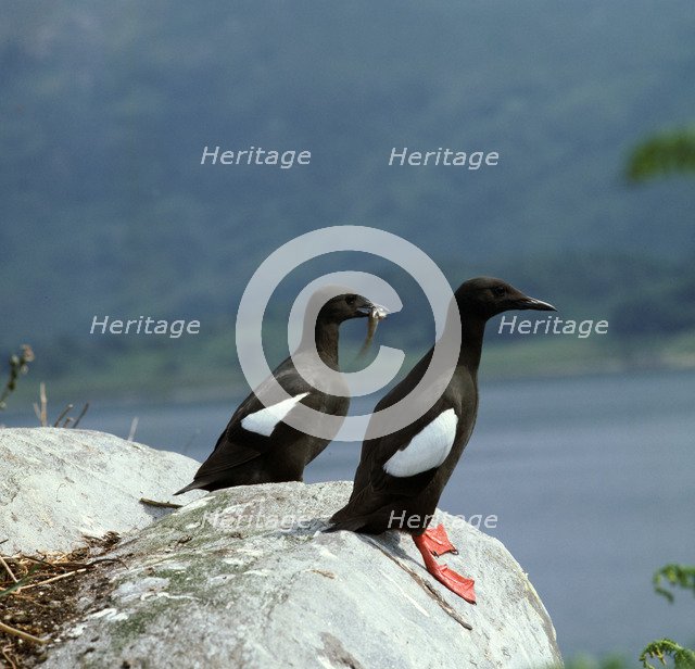 Black guillemot.