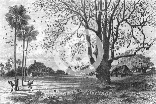'Tree of Bats, Whydah; The Kingdom of Dahomey', 1875. Creator: Unknown.