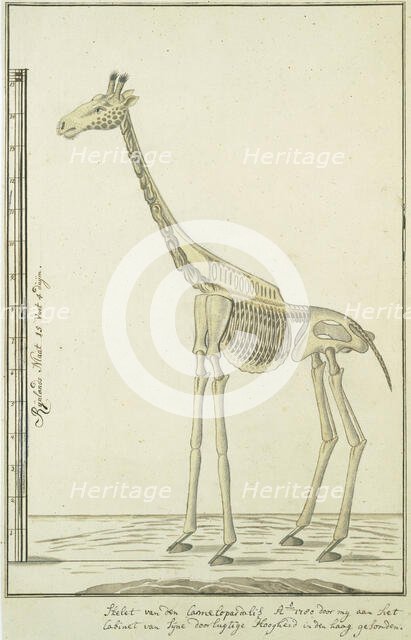 Giraffa camelopardalis (Giraffe), skeleton, 1779. Creator: Robert Jacob Gordon.