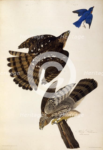 Stanley Hawks. From "The Birds of America", 1827-1838. Creator: Audubon, John James (1785-1851).