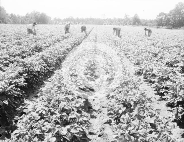 Homesteaders of the farm group are proud of their straight potato row, Hightstown, New Jersey, 1936. Creator: Dorothea Lange.
