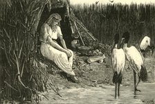 'Anysis Concealed in the Marshes of the Delta', 1890.   Creator: Unknown.