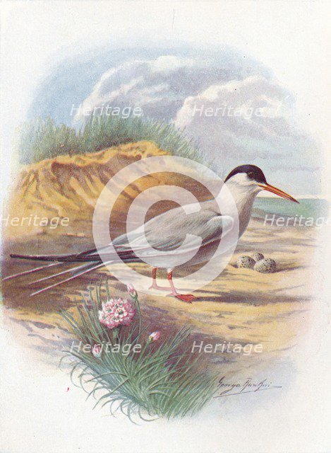 'Common Tern - Stern'a fluvia'tilis', c1910, (1910). Artist: George James Rankin.