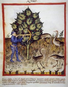 Hunting, 14th century.  Creator: Unknown.