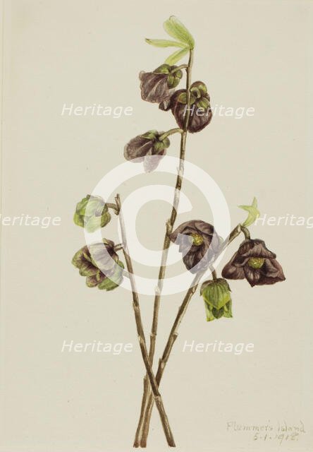 Papaw (Asimina triloba), 1918. Creator: Mary Vaux Walcott.