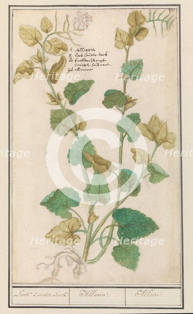 Garlic mustard (Alliaria), 1596-1610. Creators: Anselmus de Boodt, Elias Verhulst.