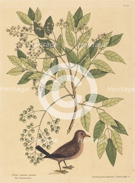 The Ground Dove (Columba passerina), published 1731-1743. Creator: Mark Catesby.