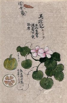 A plant, possibly a melon (Cucumis melo): flowering and fruiting stem with segments of the fruit. Creator: Unknown.