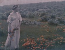 Helen MacGowan Cooke picking California golden poppies in a field, between 1906 and 1911. Creator: Arnold Genthe.