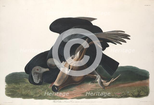Black Vulture, 1831. Creator: Robert Havell.