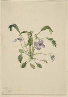 Southern Bird's Foot Violet (Viola digitata), 1922. Creator: Mary Vaux Walcott.