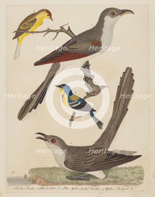 Carolina Cuckoo, Black-billed Cuckoo, Blue Yellow-backed Warbler, and Yellow..., pub. 1808-1814. Creator: Alexander Lawson.