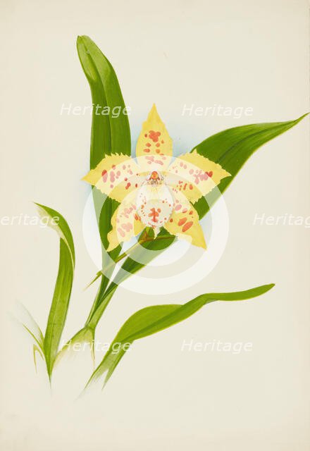 Orchid: Odontoglossum Loochristinii, 1907. Creator: Frederick William Bolas.
