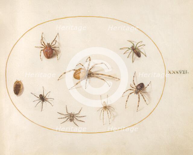 Plate 37: Seven Spiders and an Insect, c. 1575/1580. Creator: Joris Hoefnagel.
